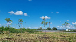 Служители на АПИ засадиха дървета в района на обходния път на Бургас